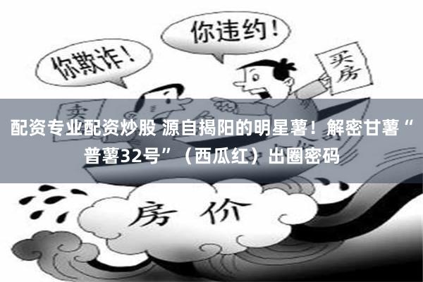 配资专业配资炒股 源自揭阳的明星薯！解密甘薯“普薯32号”（西瓜红）出圈密码