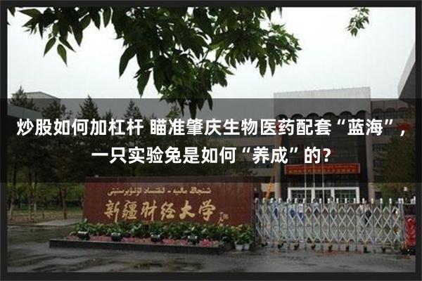 炒股如何加杠杆 瞄准肇庆生物医药配套“蓝海”，一只实验兔是如何“养成”的？